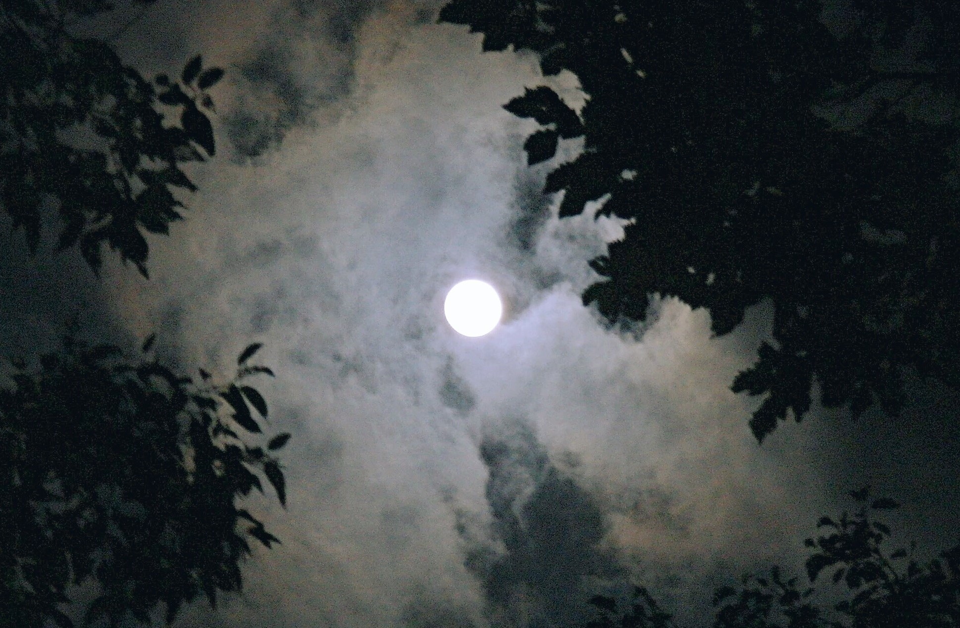 Vollmond-Baumblätter_Ausschnitt
